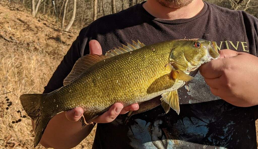 Smallmouth caught on laydown in deep water, right from property shoreline!