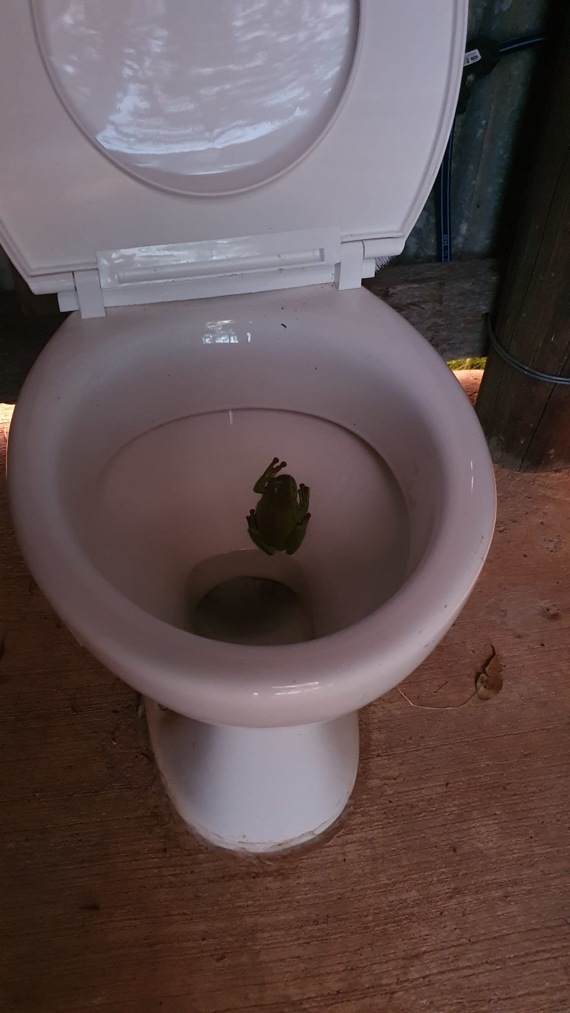 A resident frog 