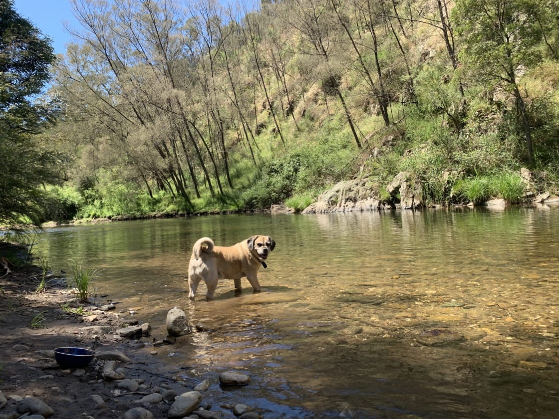 Great river and our dog enjoyed his swim