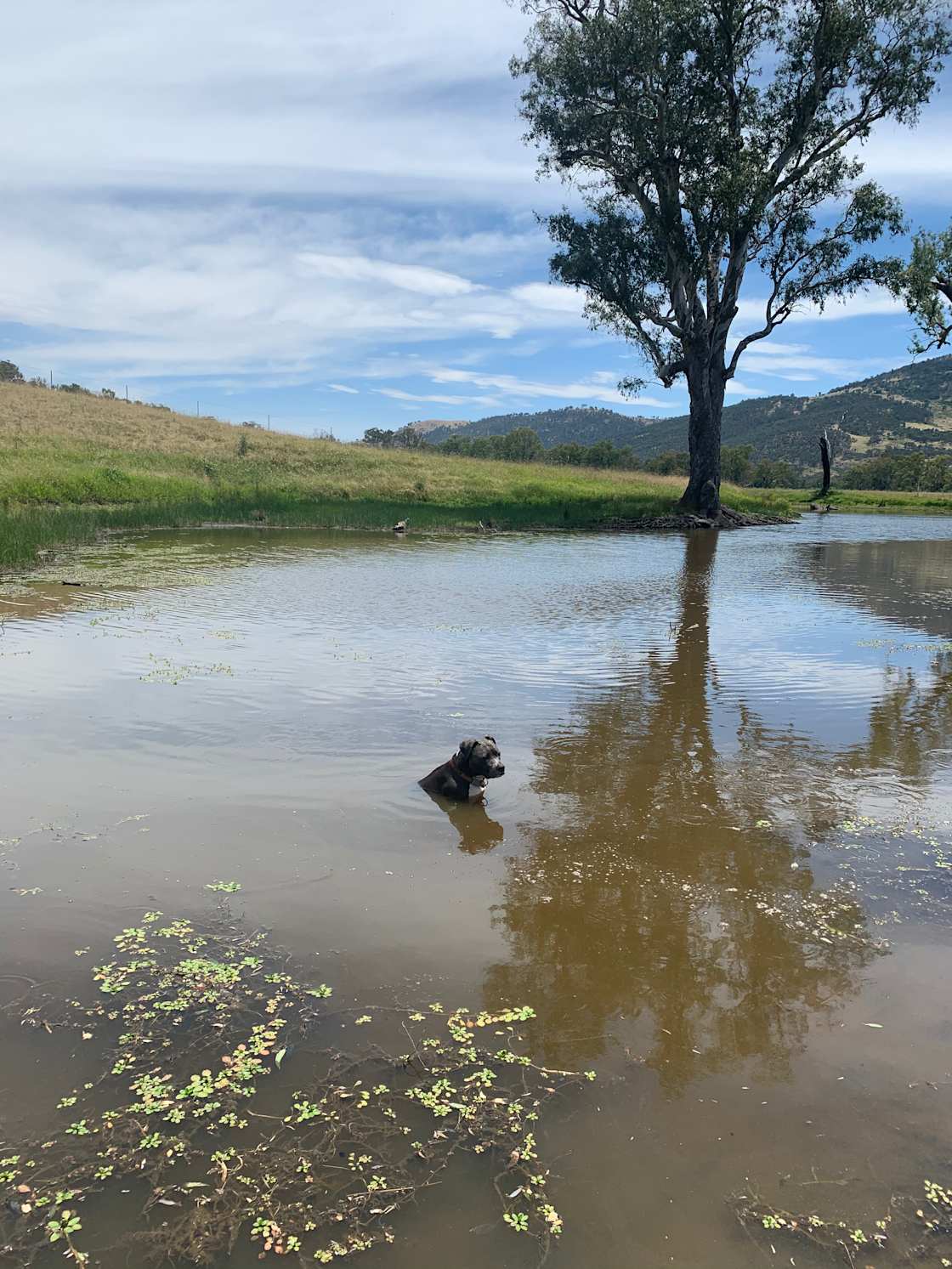 The Billabong at the camp site