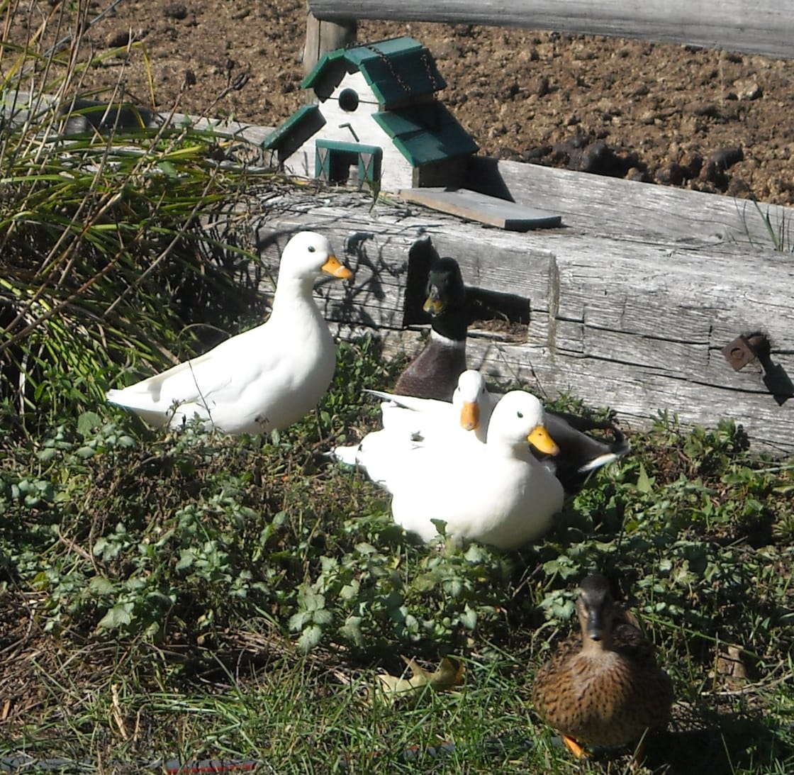 Call ducks can be found wandering the farm