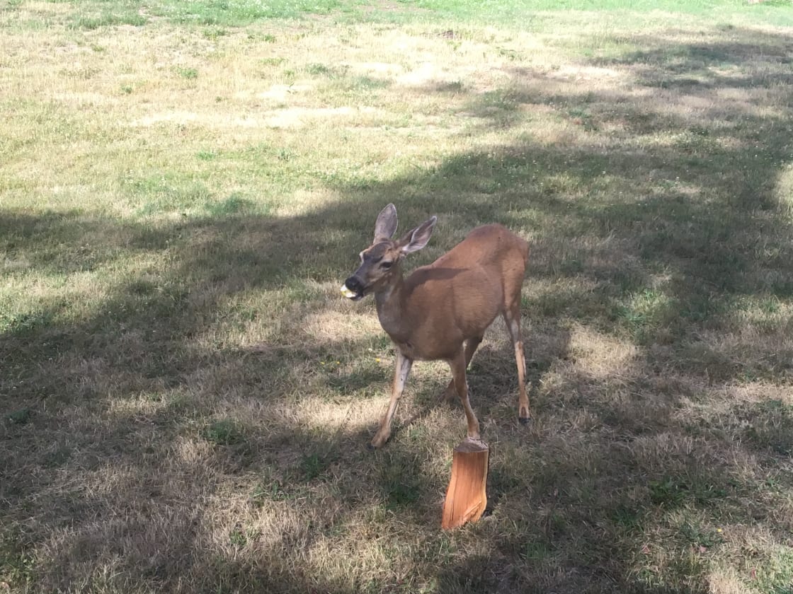 Our resident deer love apples!