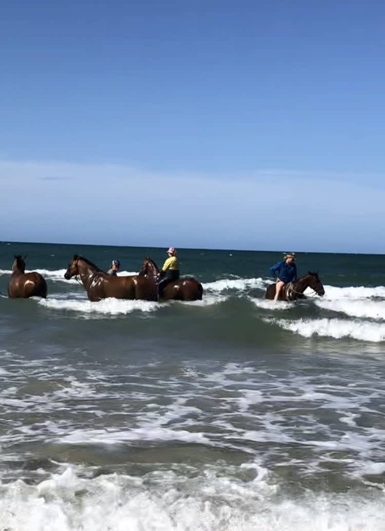 Horses on the surf beach