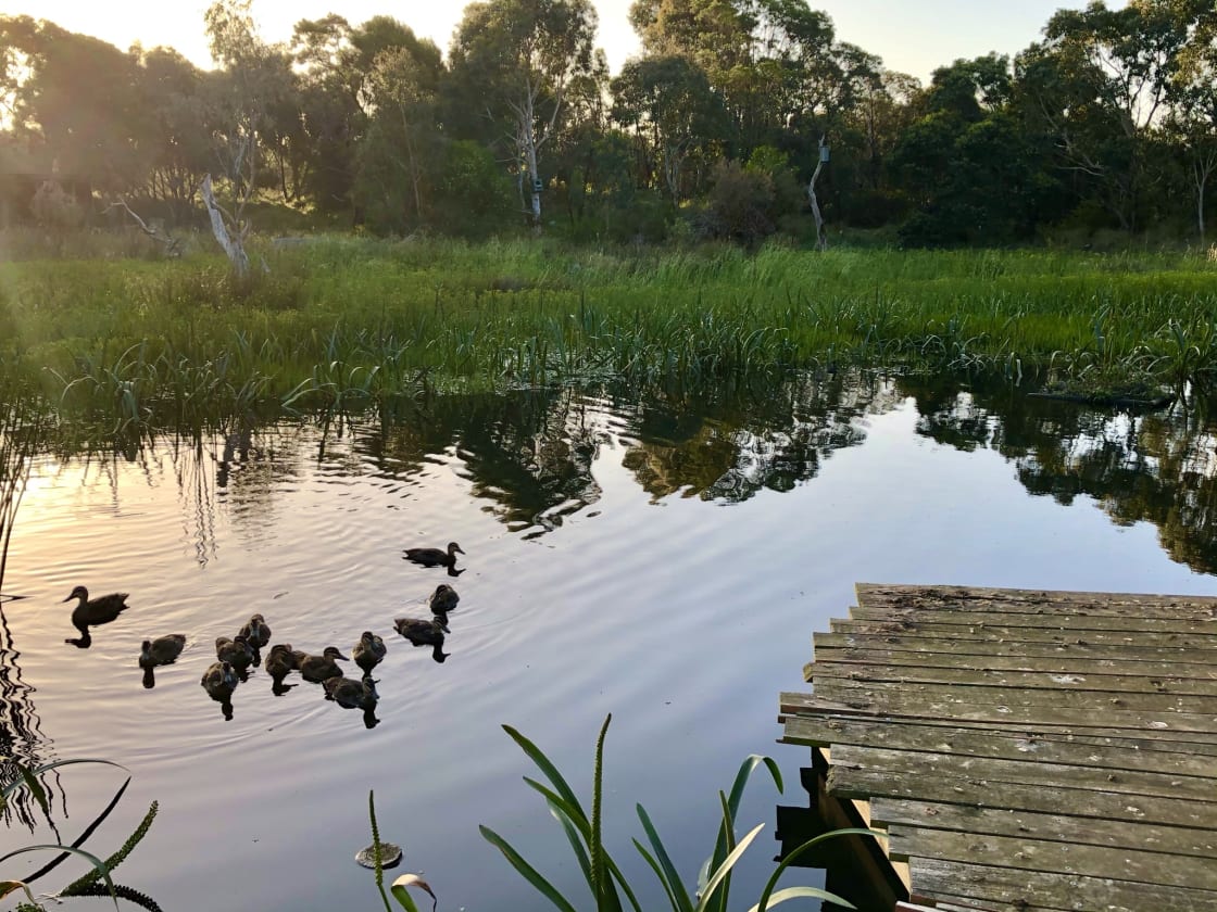 Ducks in the wetland