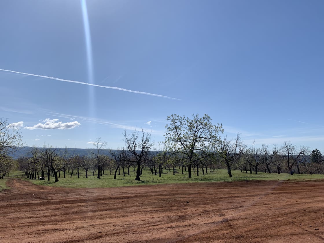 view of the orchard from the airstrip in early spring