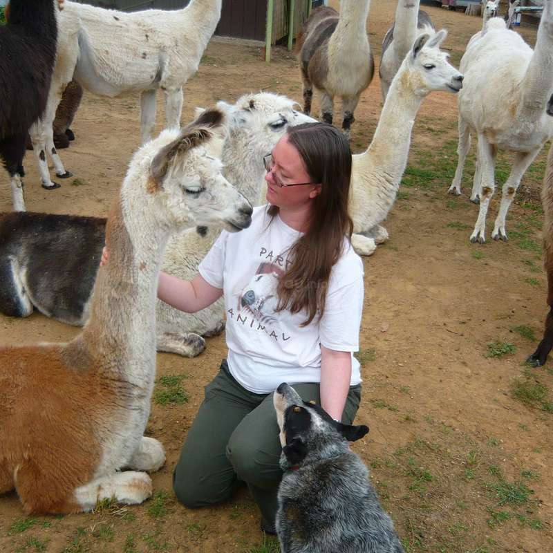 Our llamas are very friendly 
