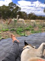 Chilling watching the Alpaca
