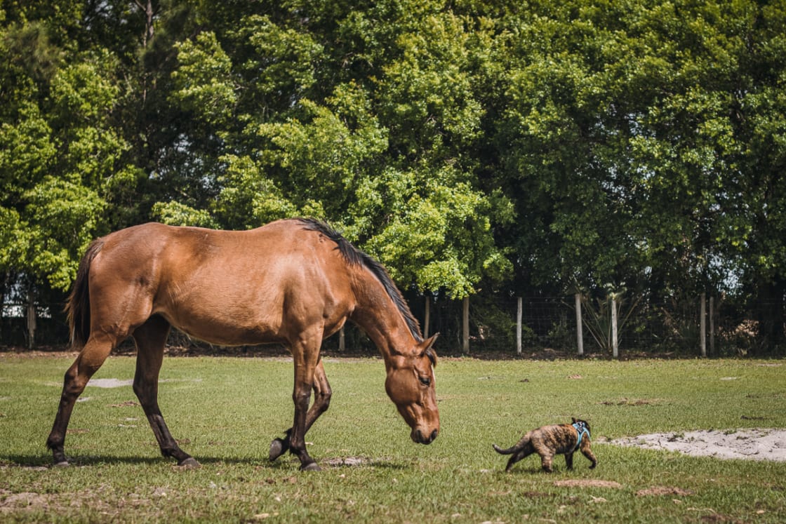 Our cat even got to make some equine friends