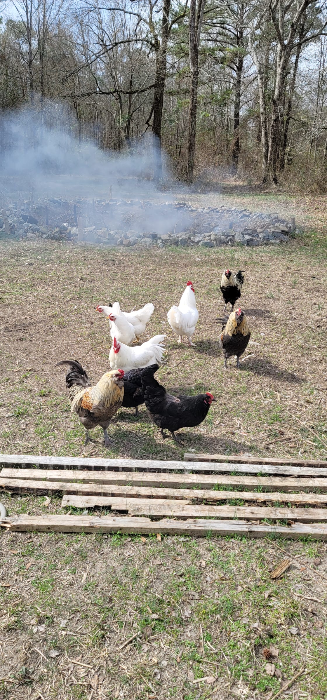 Here are a few of the chickens enjoying the sunshine.
