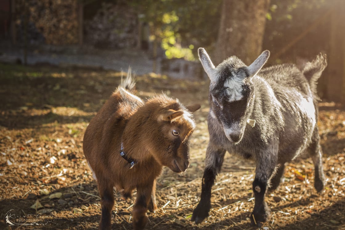 Gurara and Kousseri goats are fun and you can enjoy them too.  