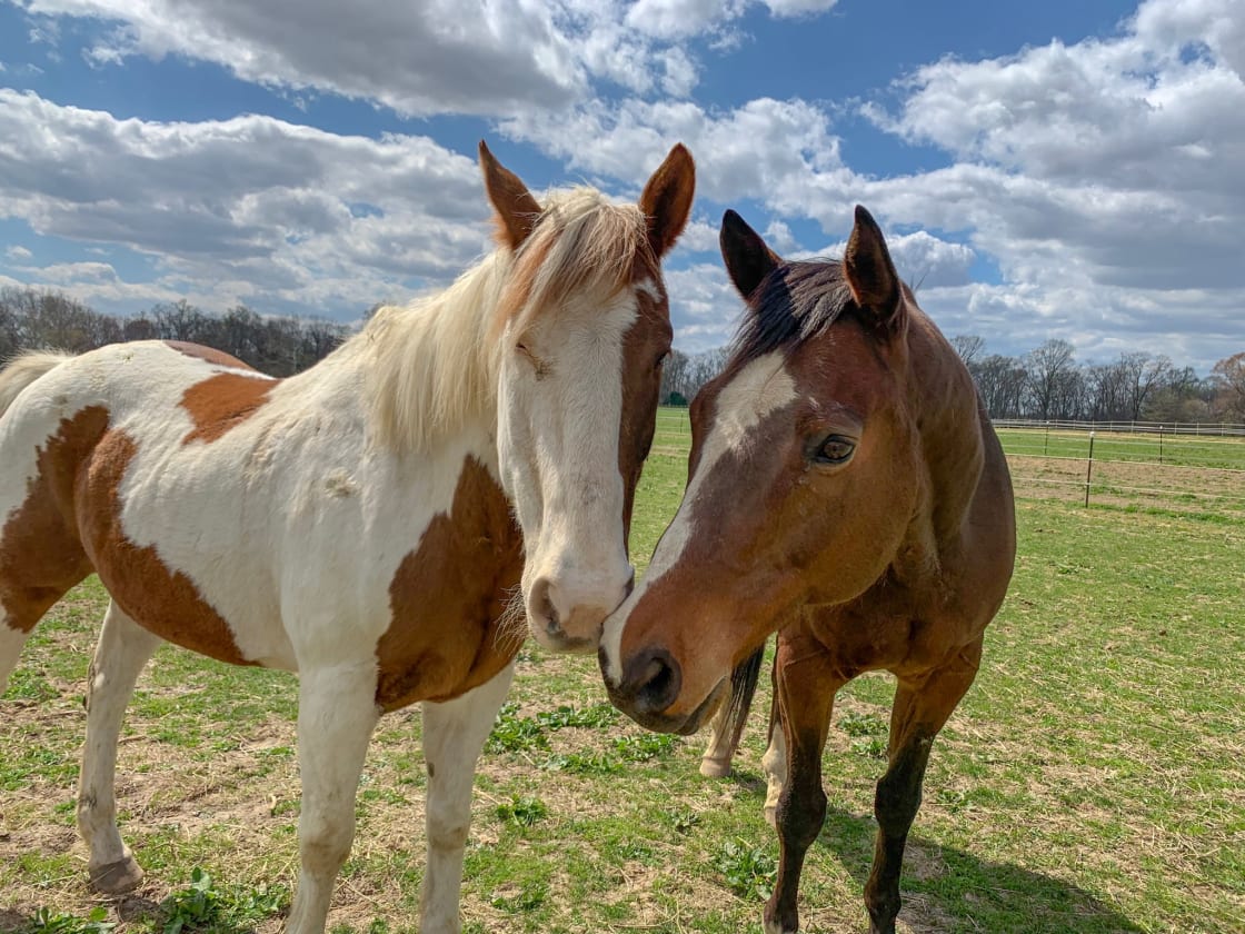 Calumet Run Farm-horse retirement