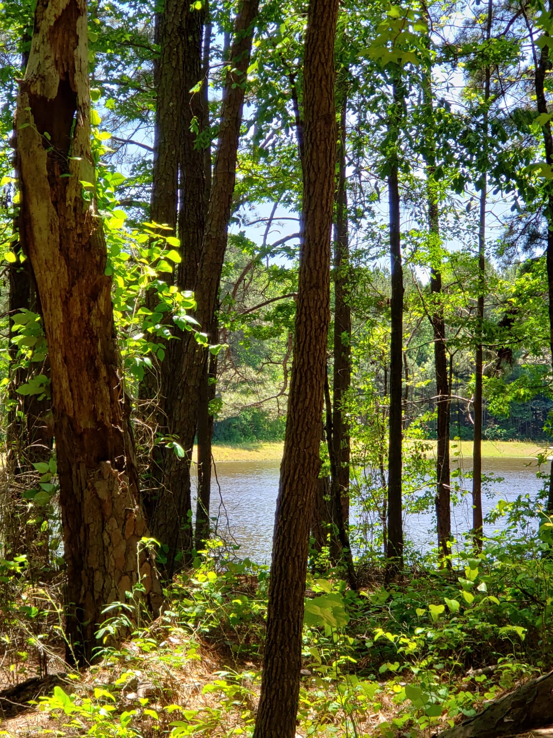 Wooded, trails, lake.