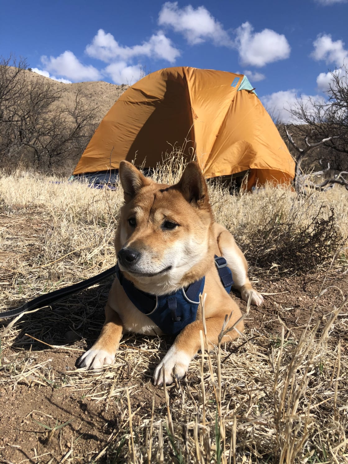 We were allowed to bring our dog camping 