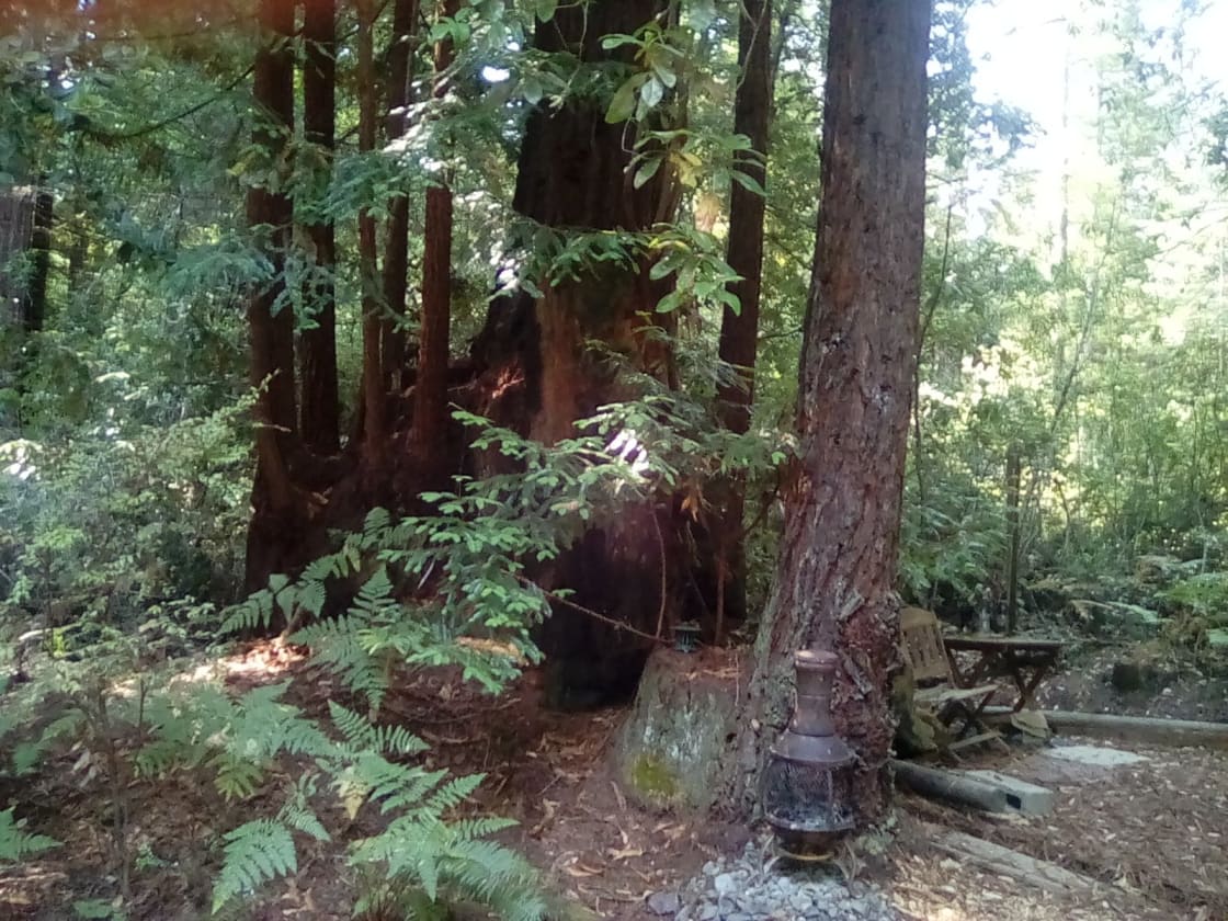 Redwood Forest Raven Haven