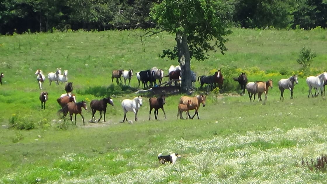 Where else east of the Mississippi can you enjoy mingling and walking in a herd ?