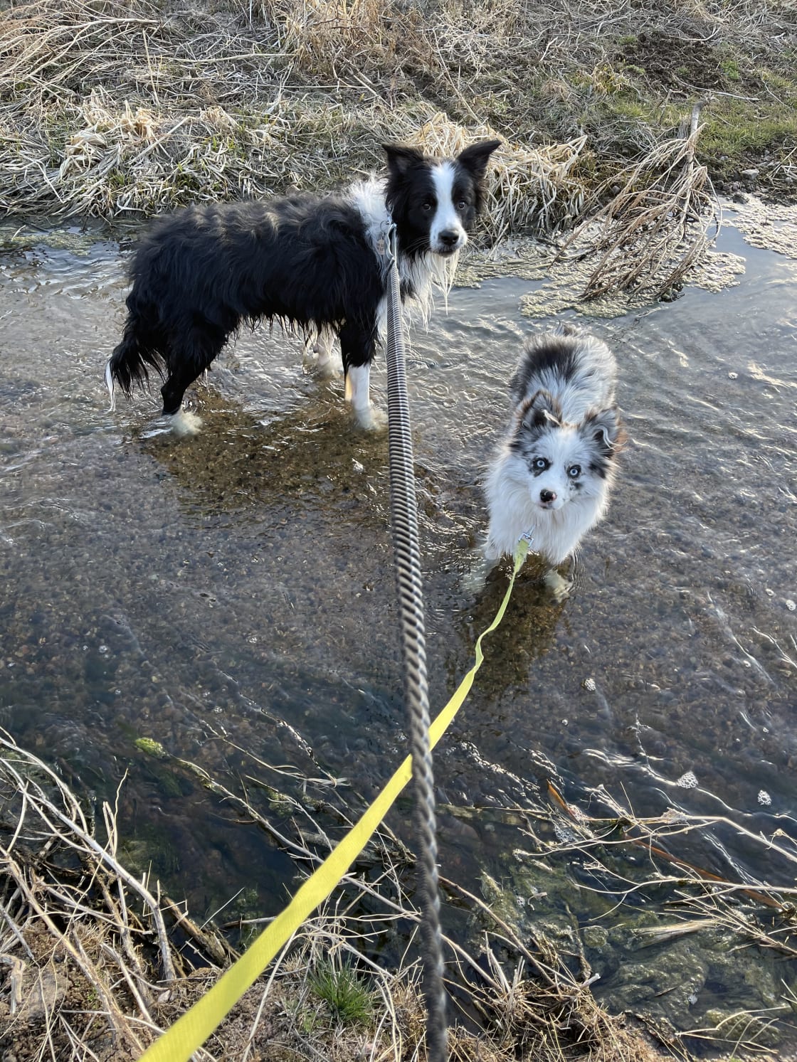 Dogs loved the creek