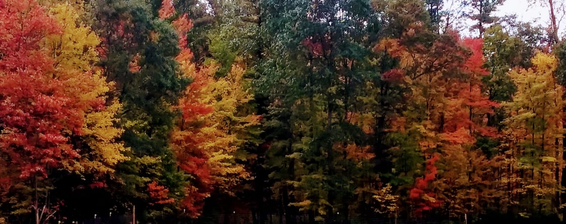 Fall Colors on the Farm