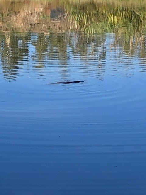 One of the two platypus having a swim in the spring dam.