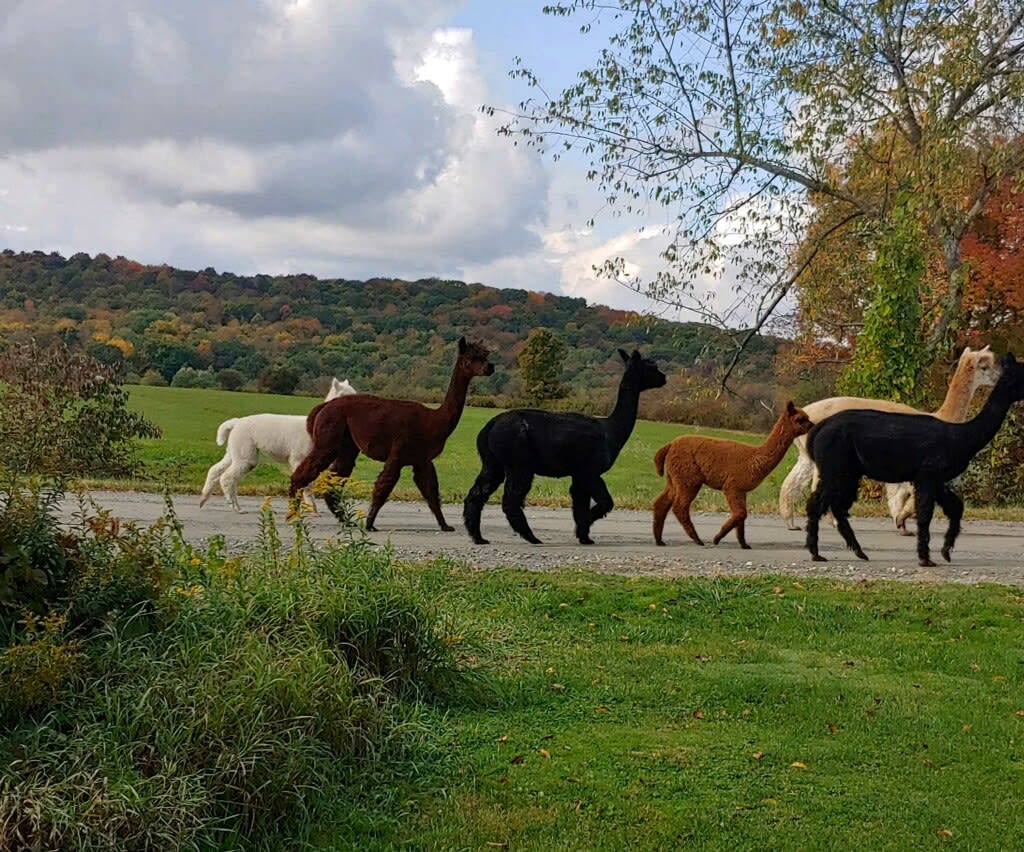 Sometimes the alpacas go on a Walkabout