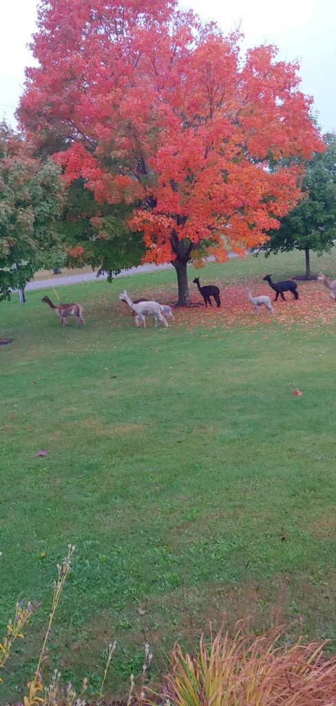 Alpacas wandering in the fall
