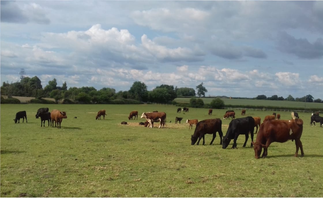 Cattle in field next to campsite 