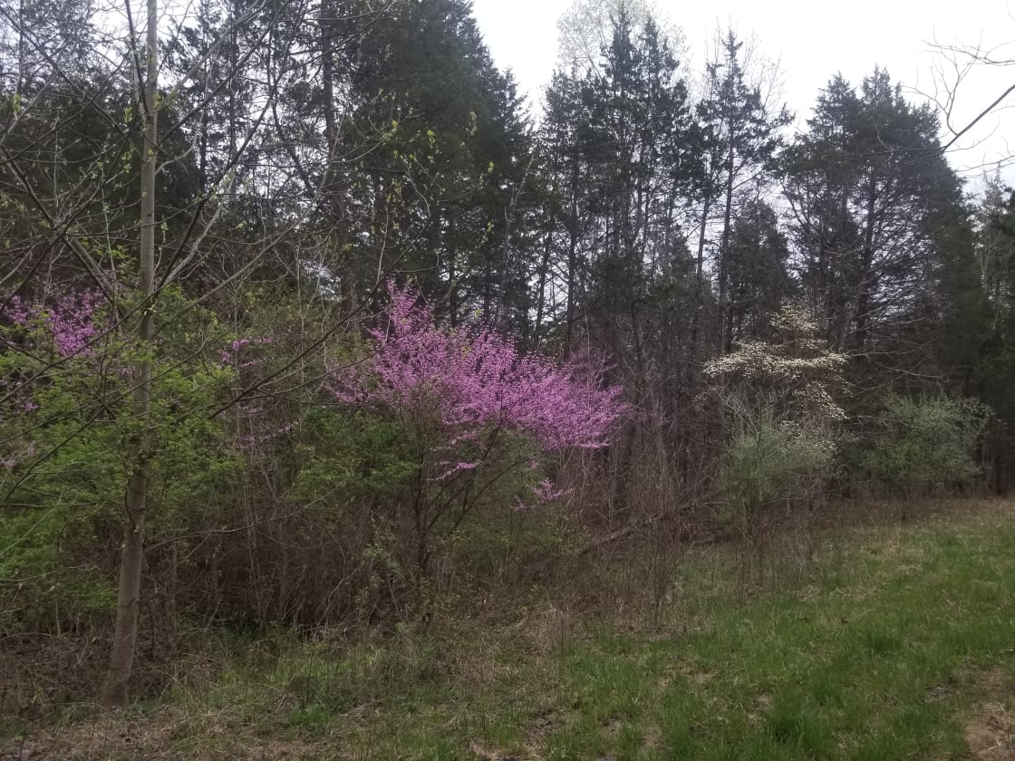 Redbud and Dogwood trees in Spring