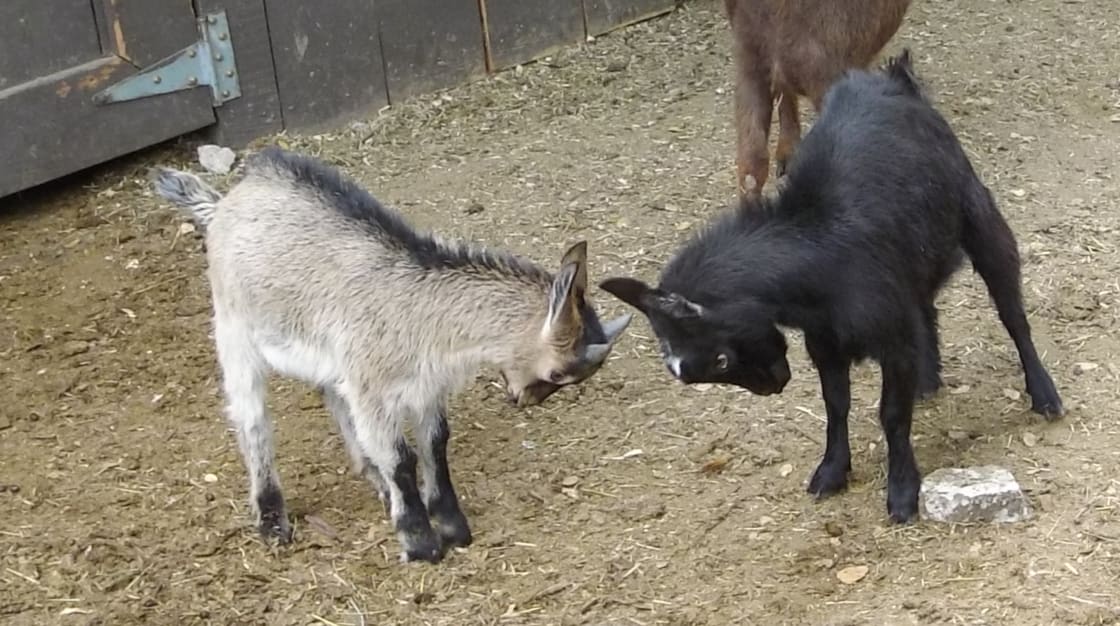 Goat Farmstay on Humboldt Bay