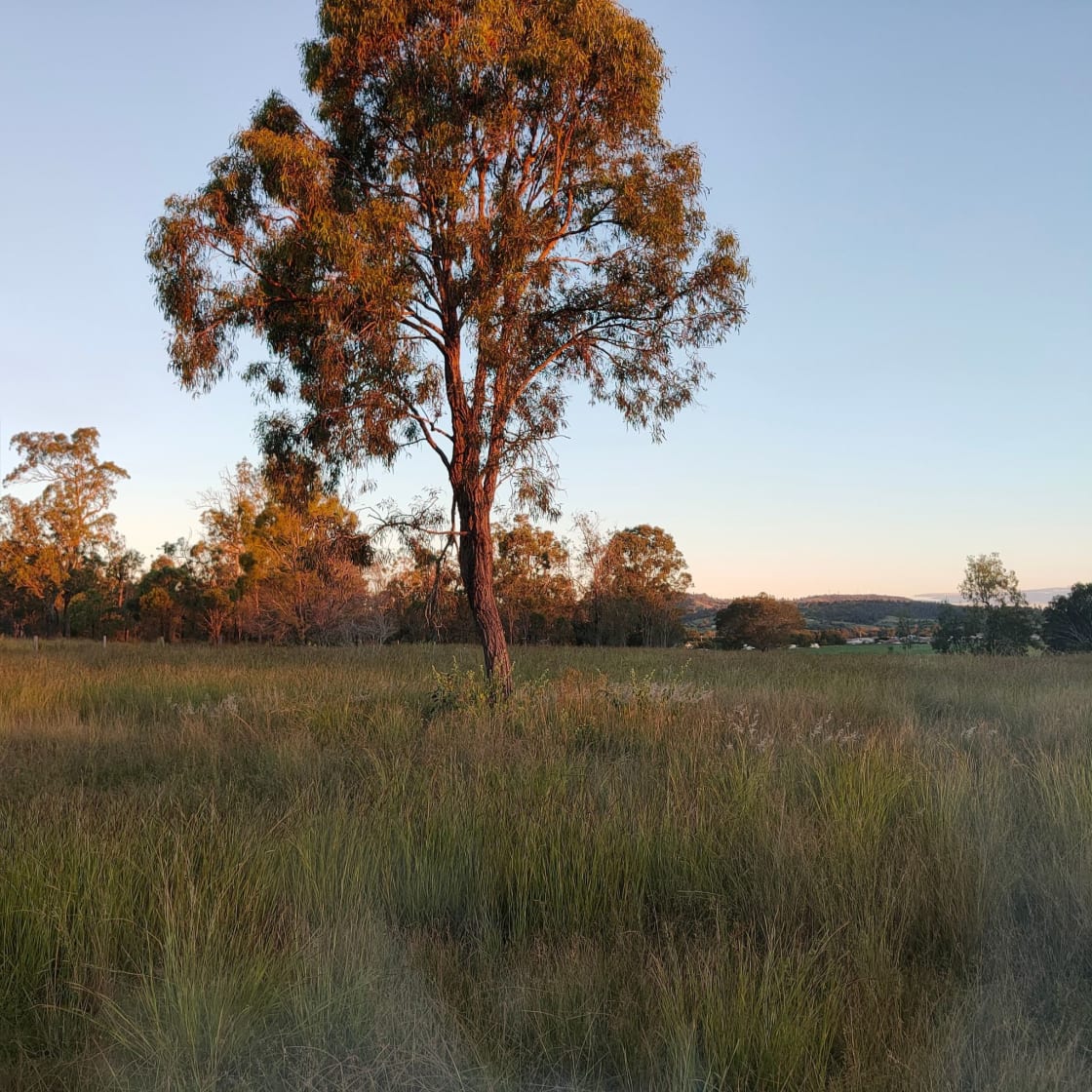 The property - grassy paddock