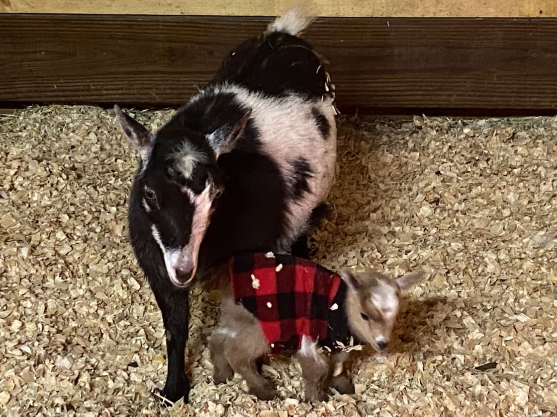 Come and see our baby goats born on April 9th and April 11, 2021.
