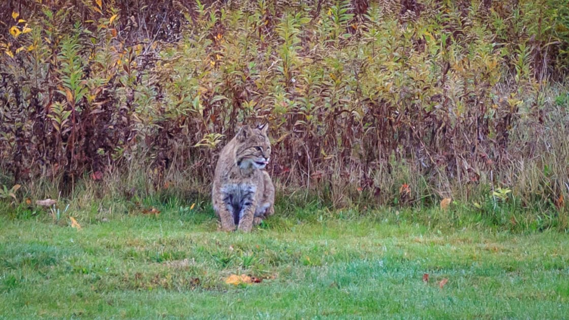 A local bobcat, William (Billy Bobcat) moments after wolfing down a rodent just a few yards from the main house.