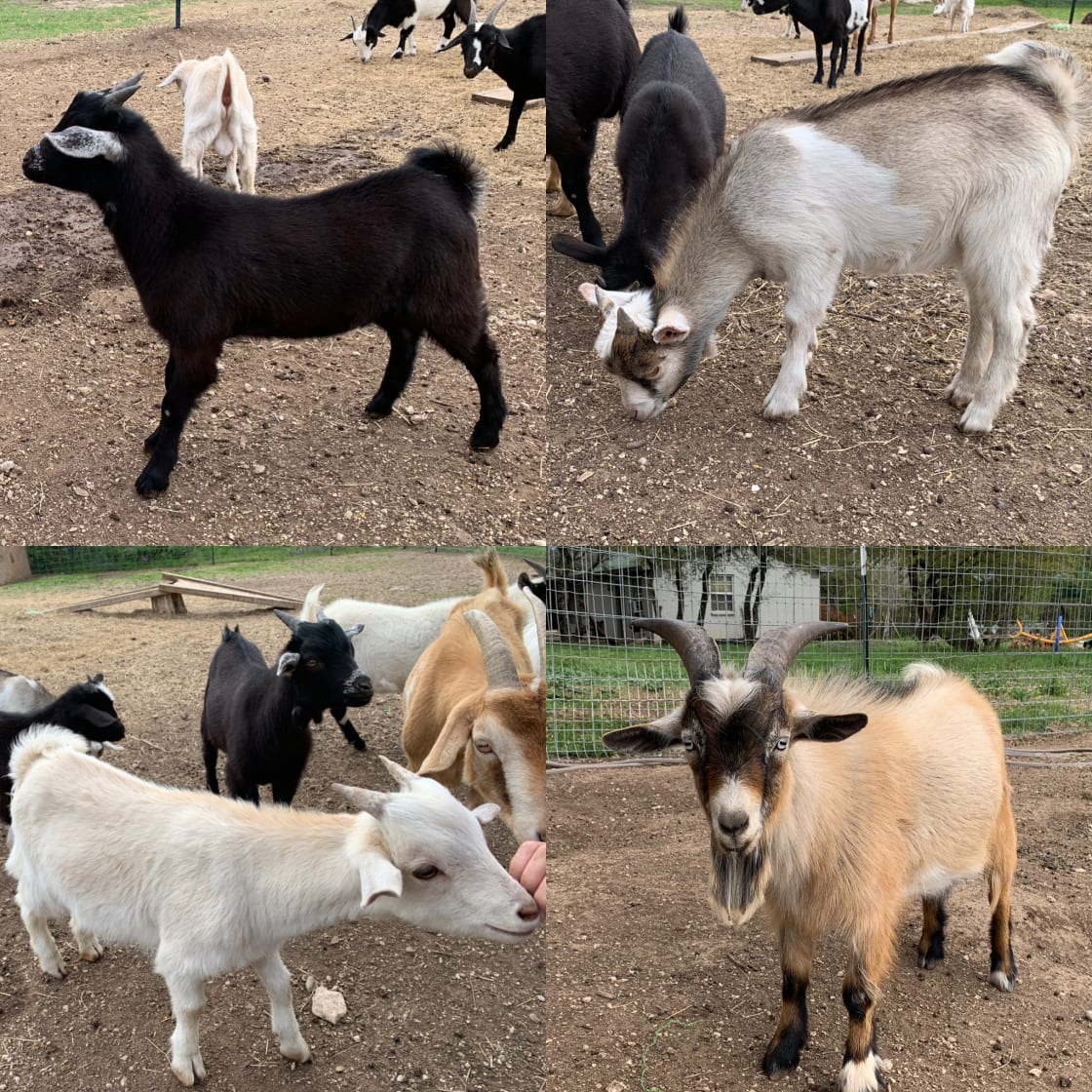some of our resident goats