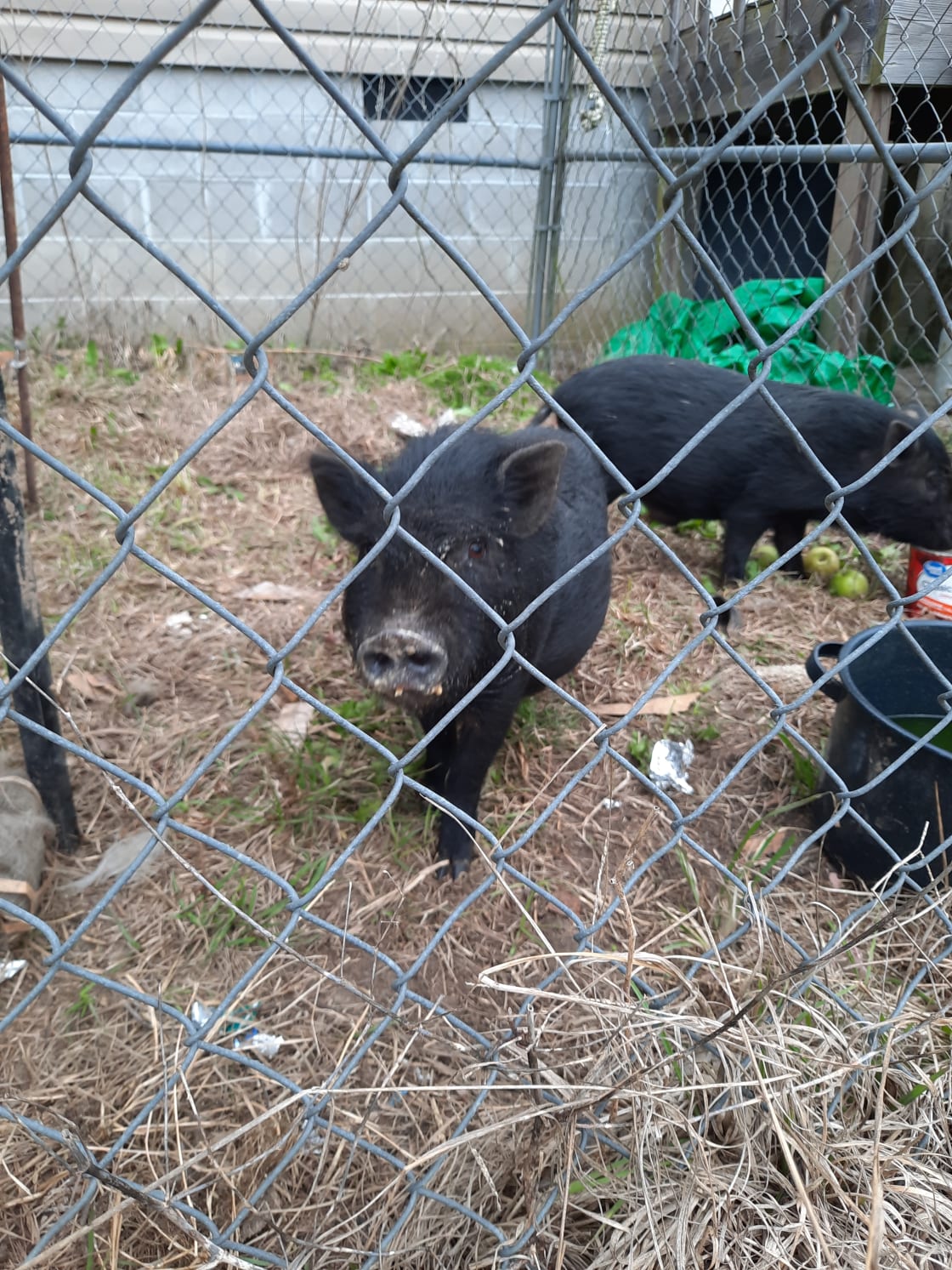 The pot belly pigs say, come feed me!