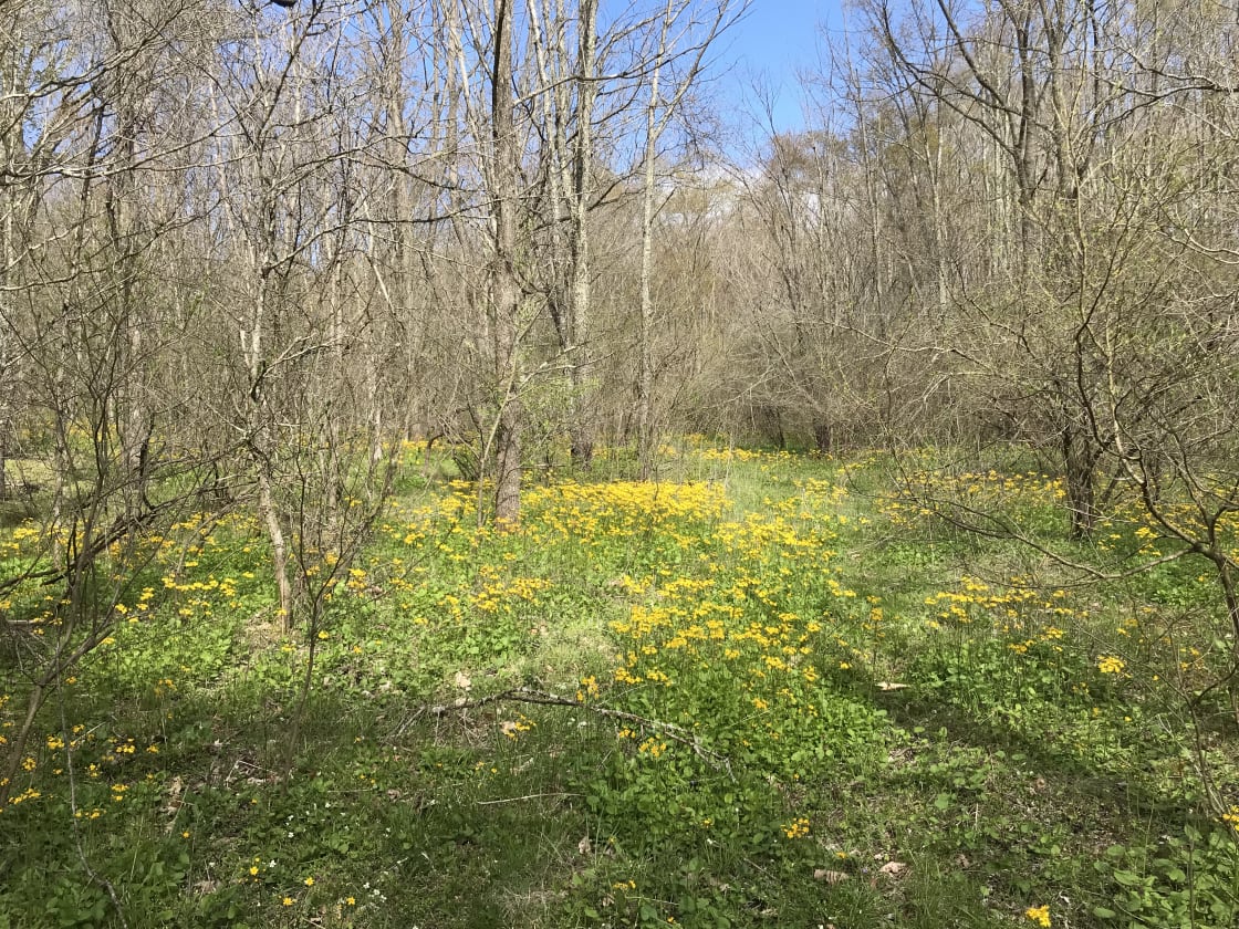 Former pasture above the pond that is returning to forest, now arrayed in spring wildflowers.