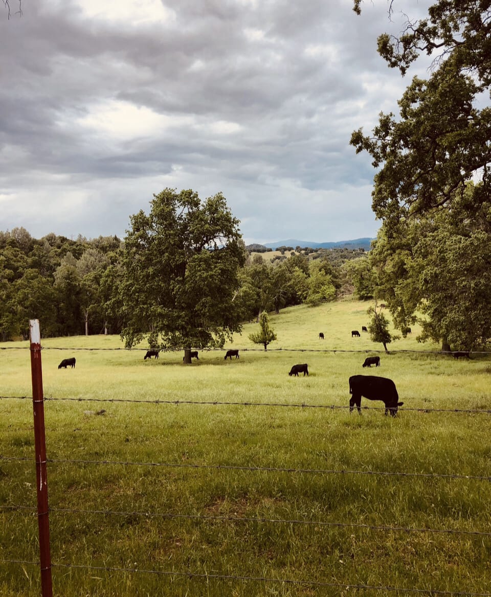 Cattle grazing after a spring rain.