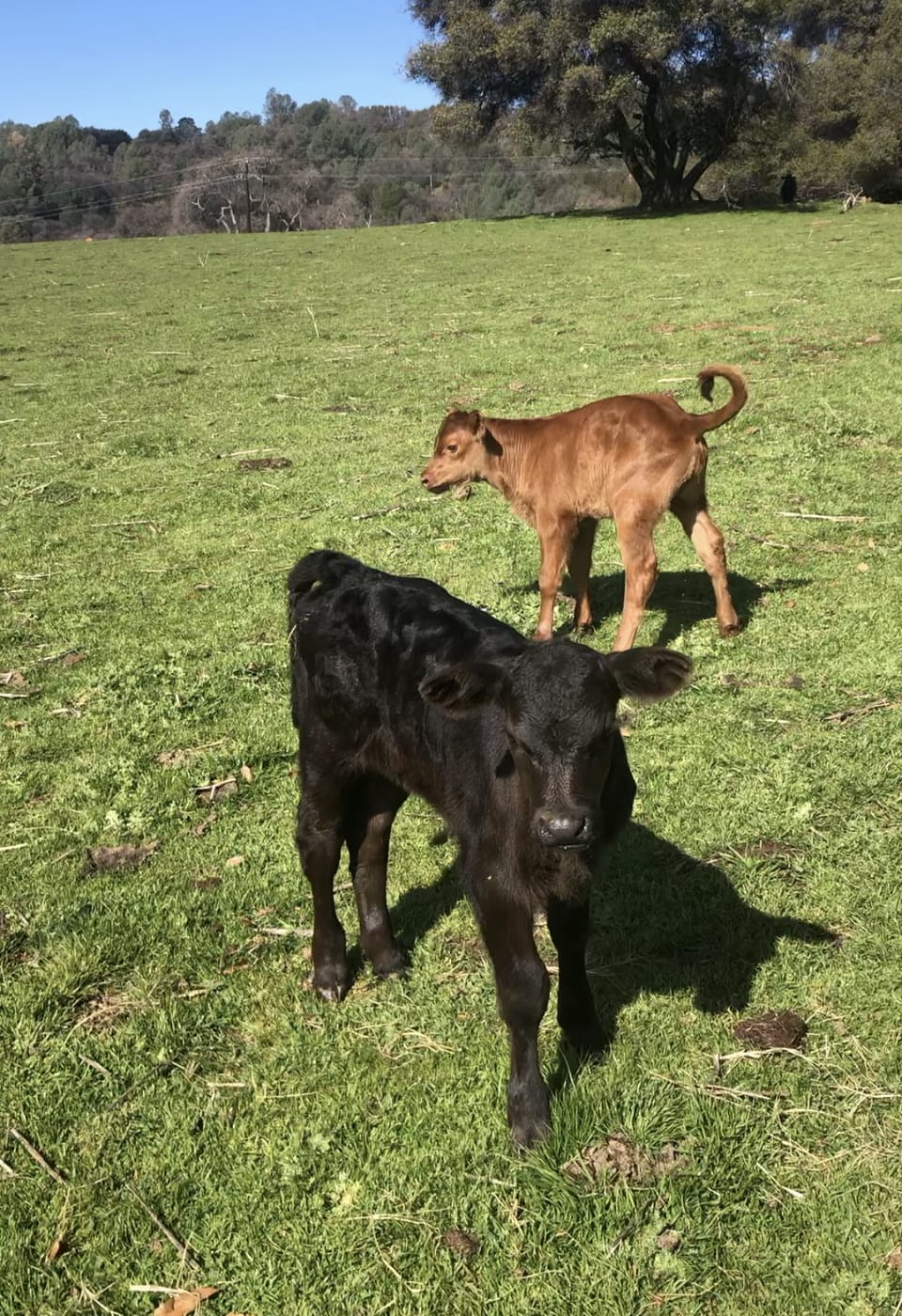 Two newborns  red and black Angus, raise on fresh milk from there mommas 