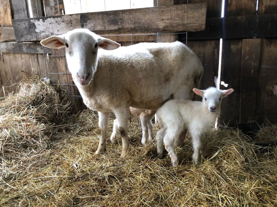 Lambs are born Feb.-March!