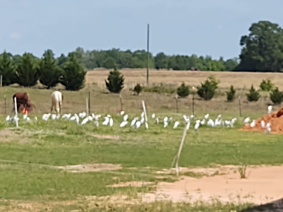 Plenty of Egrets commonly known as cow birds hanging around