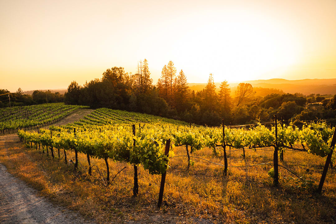 The vineyard looks out at a beautiful valley, perfect for sunset viewings!