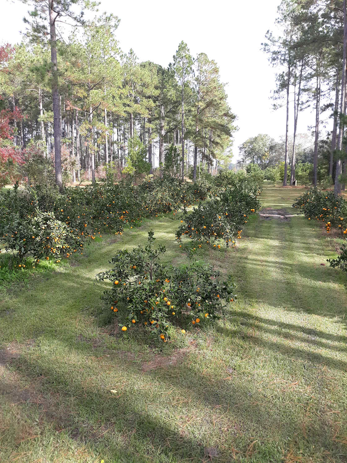The Fruit Factory RV Site