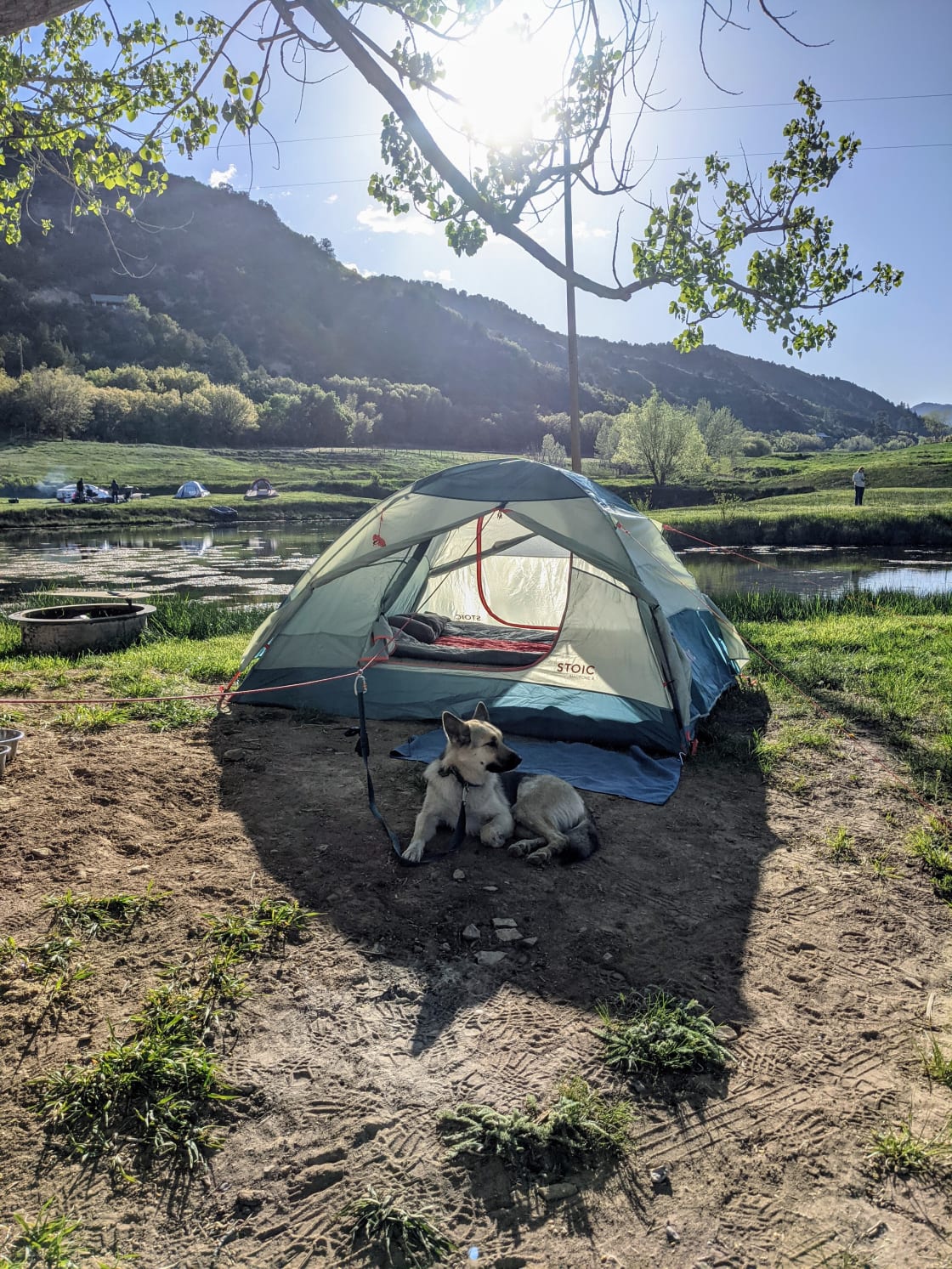 Happy to find a dog friendly campsite! Freya loved watching the ducks.