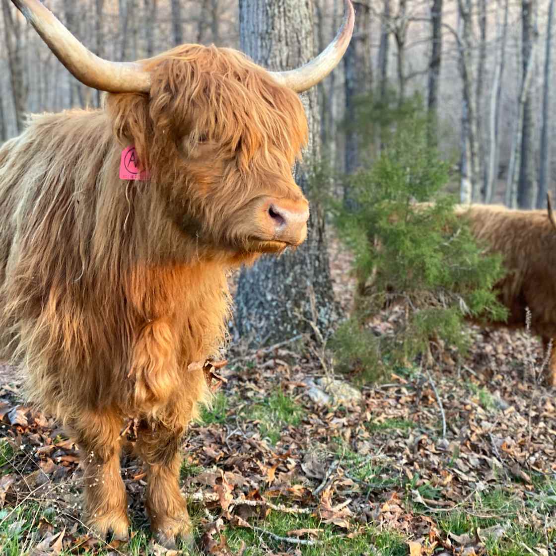 Findley Frazier, one of our Scottish Highland cattle. 
