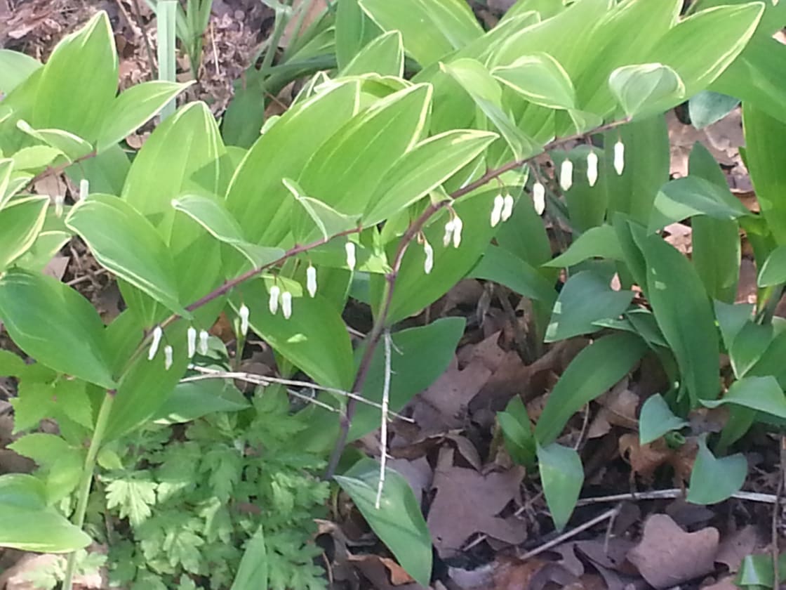 Solomon's seal: Just one of the many beneficial botannicals that Nancy established on the farm