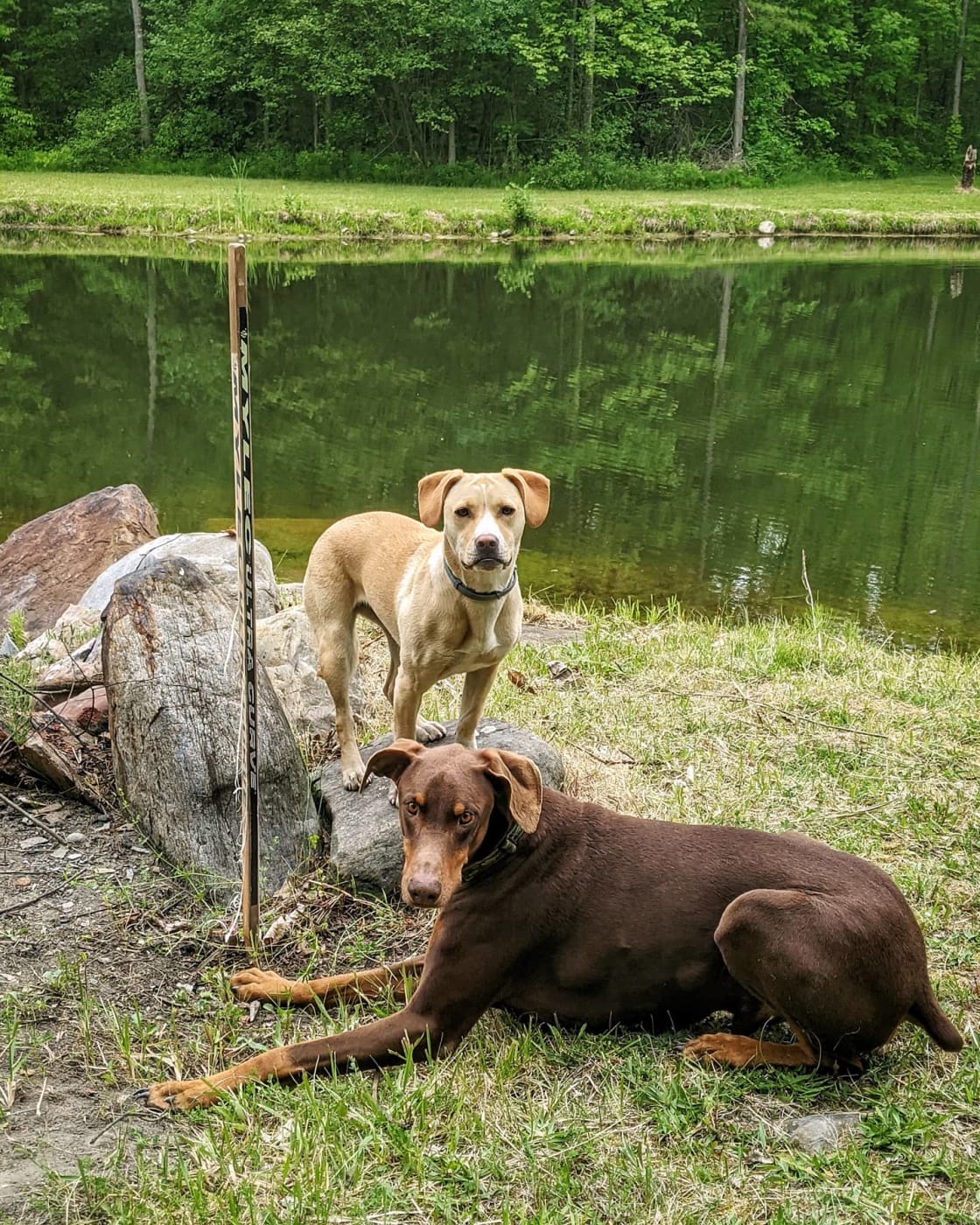 Our dog Cora (tan) with her new best friend, Baron (brown, owners dog).