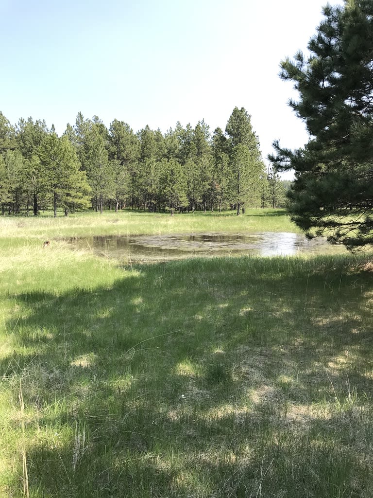 This pond is an easy walk from the cabin and often times is used by elk, but you better get here early to see them.