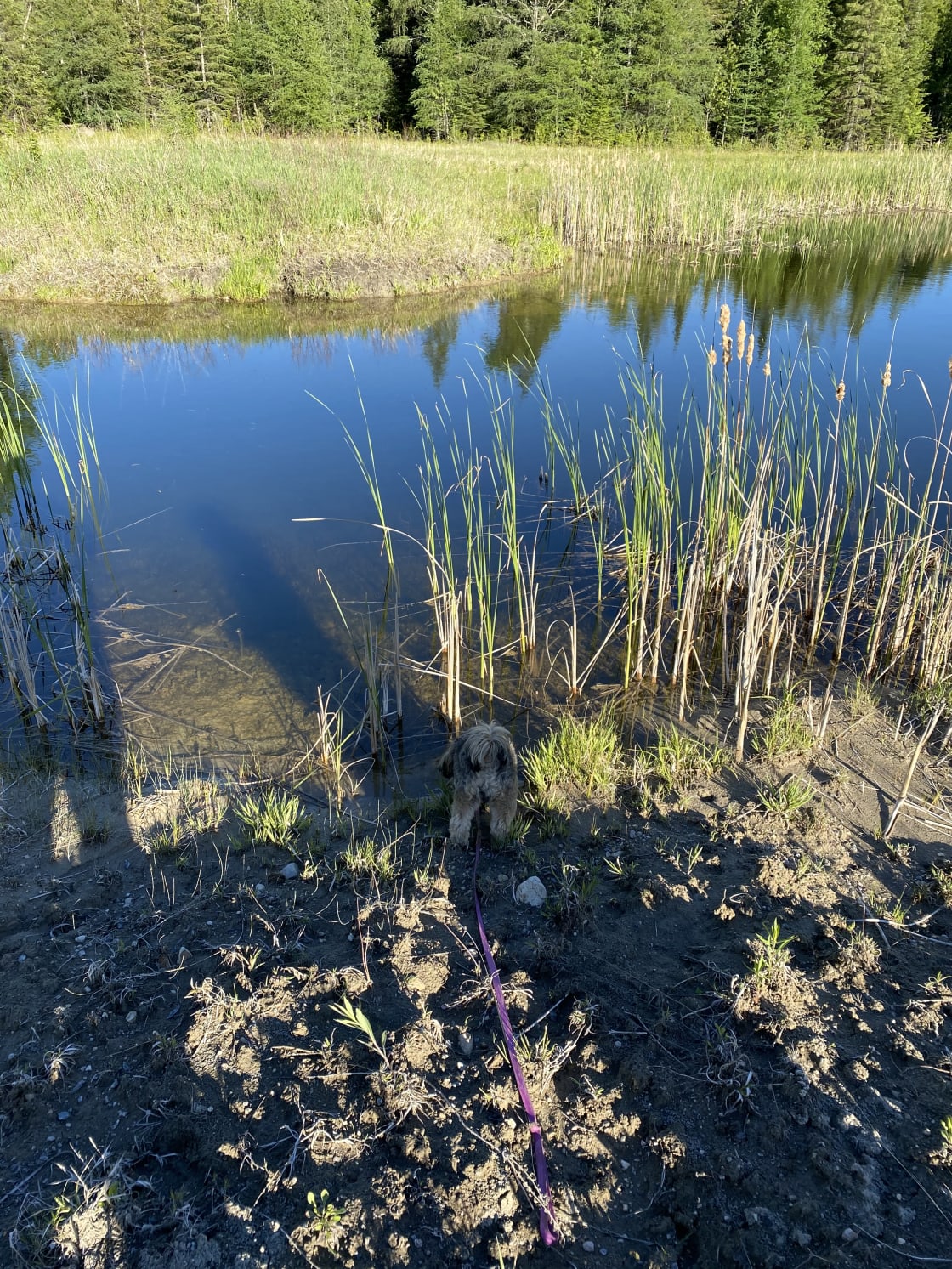 Pond on the property 