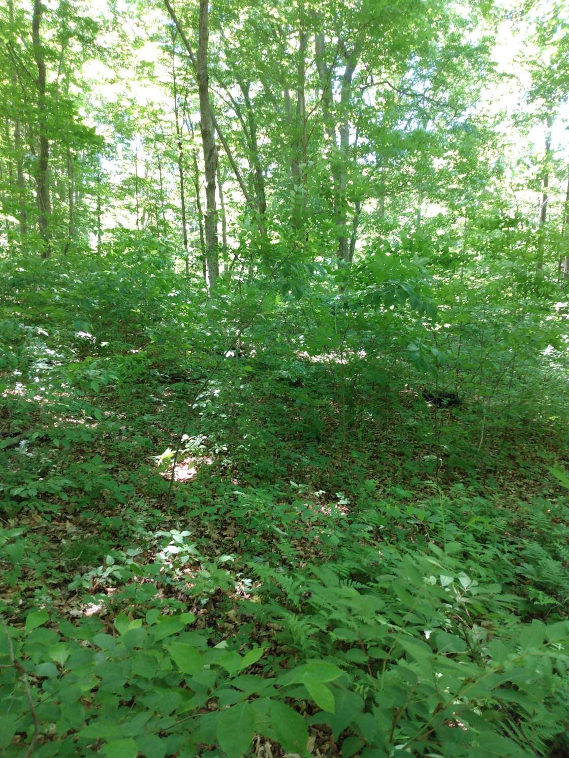 Lelah C.’s Land