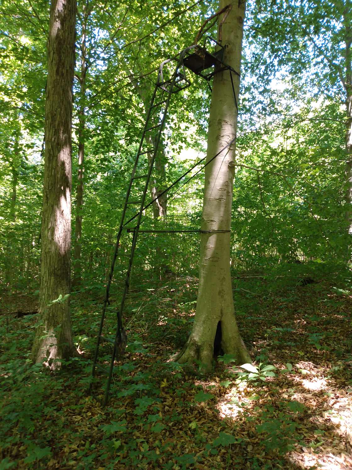 Lelah C.’s Land
