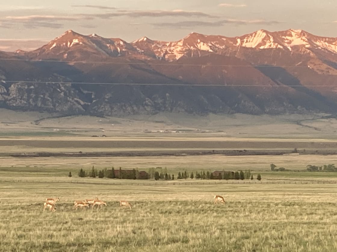 Pronghorn roam the property. If you have a dog, please make sure they do not chase the pronghorn or you will get a visit from the game warden.