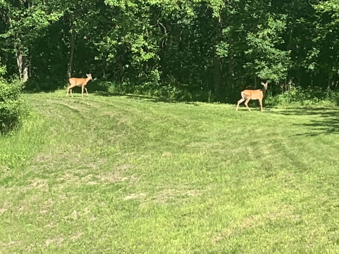 Deer on property near camp site.