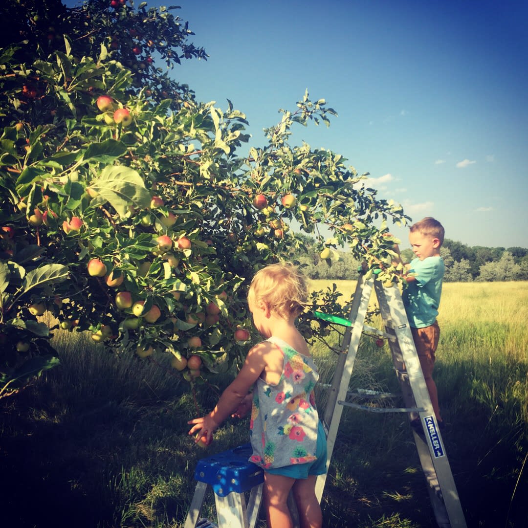 More apples to pick!